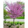 Pack 2 Redbud Trees Plants Live, 1-2 Year Old Tree Bare Root, No Leaf, 14 to 20 Inc Tall, Srping Blooms