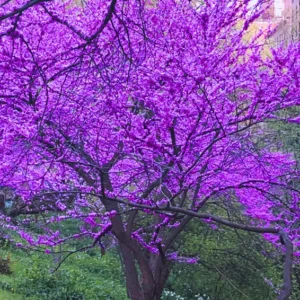 2 Years Old Redbud Tree Live Plant in Gallon Pot, Well Rooted, Dormant in Winter, Hardy Redbud Tree for Landscaping, Planting Outdoor