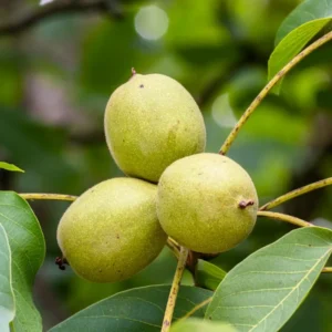 Black Walnut Tree Live Plant, Black Walnut Tree Sapling, Hardy Walnut for Gardens, No Pot, 8 to 16 Inc Tall, Dormant in Winter