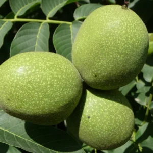 Black Walnut Tree Live Plant, Black Walnut Tree Sapling, Hardy Walnut for Gardens, No Pot, 8 to 16 Inc Tall, Dormant in Winter