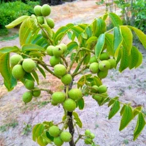 Black Walnut Tree Live Plant, Black Walnut Tree Sapling, Hardy Walnut for Gardens, No Pot, 8 to 16 Inc Tall, Dormant in Winter