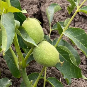 Black Walnut Tree Live Plant, Black Walnut Tree Sapling, Hardy Walnut for Gardens, No Pot, 8 to 16 Inc Tall, Dormant in Winter