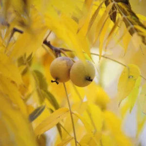 Black Walnut Tree Live Plant, Black Walnut Tree Sapling, Hardy Walnut for Gardens, No Pot, 8 to 16 Inc Tall, Dormant in Winter