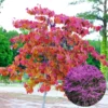 Pack 4 Redbud Trees Plants Live, 1-2 Year Old Red Bud Tree, No Pot, No Leaf, Dormant in Winter, 14 to 20 Inc Tall, Srping Blooms