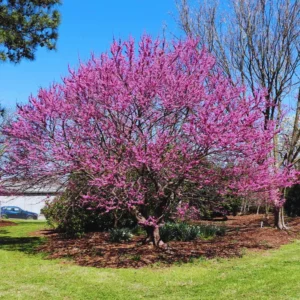 Pack 4 Redbud Trees Plants Live, 1-2 Year Old Red Bud Tree, No Pot, No Leaf, Dormant in Winter, 14 to 20 Inc Tall, Srping Blooms