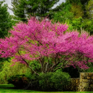 Pack 4 Redbud Trees Plants Live, 1-2 Year Old Red Bud Tree, No Pot, No Leaf, Dormant in Winter, 14 to 20 Inc Tall, Srping Blooms