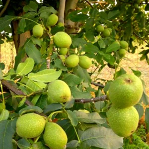 Set 2 Black Walnut Trees Seedlings Live Plants, Black Walnut Tree Sapling, Hardy Walnut for Gardens, Bare Root, 8 to 16 Inc Tall, No Leaf