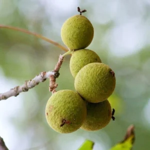 Set 2 Black Walnut Trees Seedlings Live Plants, Black Walnut Tree Sapling, Hardy Walnut for Gardens, Bare Root, 8 to 16 Inc Tall, No Leaf