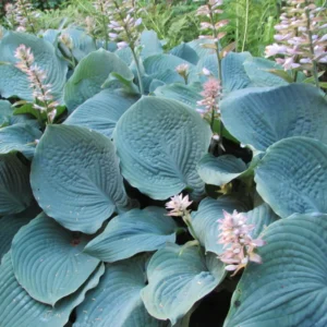 Blue Hosta Live Plant in Quart Pot, Shade-Loving Hosta Perennial, Green to Blue Hosta for Gardens Planting Indoor Outdoor