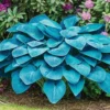 Set of 2 Blue Hosta Plants Live in Quart Pot, Perennial Hosta, Green to Blue Hosta for Gardens Planting Indoor Outdoor