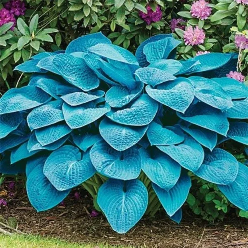 Set of 2 Blue Hosta Plants Live in Quart Pot, Perennial Hosta, Green to Blue Hosta for Gardens Planting Indoor Outdoor