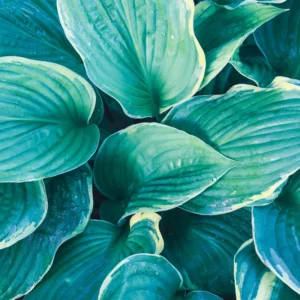 Set of 2 Blue Hosta Plants Live in Quart Pot, Perennial Hosta, Green to Blue Hosta for Gardens Planting Indoor Outdoor