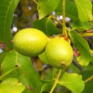 Pack 3 Black Walnut Trees Plants Live, Black Walnut Tree Seedling Sapling, Hardy Walnut for Gardens, No Pot, 8 to 16 Inc Tall, No Leaf