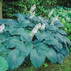 Pack 3 Perennial Blue Hosta Live Plant in Quart Pot, Shade-Loving Hosta, Green to Blue Hosta for Gardens Planting Indoor Outdoor