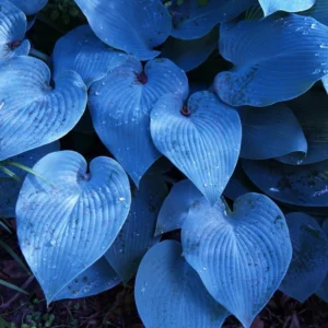 Pack 3 Perennial Blue Hosta Live Plant in Quart Pot, Shade-Loving Hosta, Green to Blue Hosta for Gardens Planting Indoor Outdoor