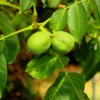 Pack 3 Black Walnut Trees Plants Live, Black Walnut Tree Seedling Sapling, Hardy Walnut for Gardens, No Pot, 8 to 16 Inc Tall, No Leaf