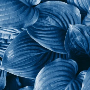 Pack 3 Perennial Blue Hosta Live Plant in Quart Pot, Shade-Loving Hosta, Green to Blue Hosta for Gardens Planting Indoor Outdoor