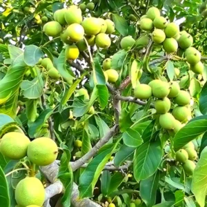 Pack 3 Black Walnut Trees Plants Live, Black Walnut Tree Seedling Sapling, Hardy Walnut for Gardens, No Pot, 8 to 16 Inc Tall, No Leaf