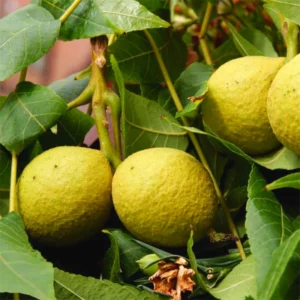 Pack 3 Black Walnut Trees Plants Live, Black Walnut Tree Seedling Sapling, Hardy Walnut for Gardens, No Pot, 8 to 16 Inc Tall, No Leaf