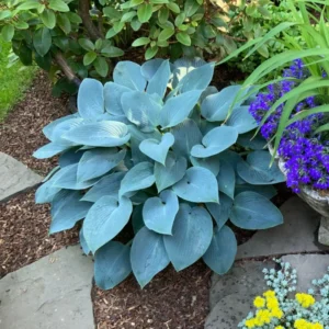 Pack 3 Perennial Blue Hosta Live Plant in Quart Pot, Shade-Loving Hosta, Green to Blue Hosta for Gardens Planting Indoor Outdoor