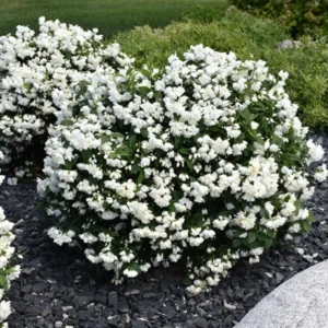 White and Fragrant Mock Orange Tree Shrubs, Set 2 Trees, Philadelphus Sweet Mock Orange or English Dogwood Trees in Quart Pot