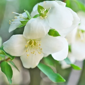 White and Fragrant Mock Orange Tree Shrubs, Set 2 Trees, Philadelphus Sweet Mock Orange or English Dogwood Trees in Quart Pot