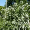 White and Fragrant Mock Orange Tree Shrubs, Set 2 Trees, Philadelphus Sweet Mock Orange or English Dogwood Trees in Quart Pot