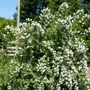 White and Fragrant Mock Orange Tree Shrubs, Set 2 Trees, Philadelphus Sweet Mock Orange or English Dogwood Trees in Quart Pot