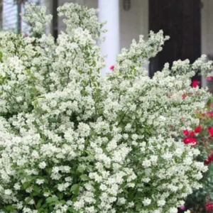 Fragrant Mock Orange Shrub, Mock Orange Live Plant, Hardy Mock Orange for Hedges in Quart Pot, 1 to 2 Feet Tall