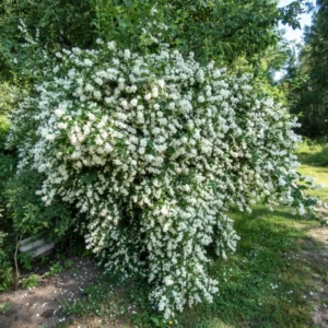Fragrant Mock Orange Shrub, Mock Orange Live Plant, Hardy Mock Orange for Hedges in Quart Pot, 1 to 2 Feet Tall