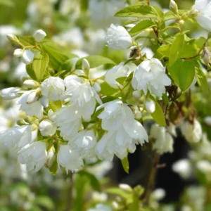 Fragrant Mock Orange Shrub, Mock Orange Live Plant, Hardy Mock Orange for Hedges in Quart Pot, 1 to 2 Feet Tall