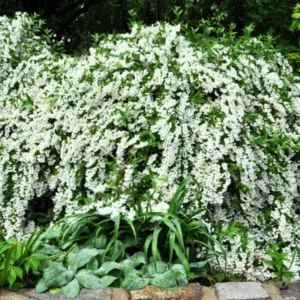 Fragrant Mock Orange Shrub, Mock Orange Live Plant, Hardy Mock Orange for Hedges in Quart Pot, 1 to 2 Feet Tall