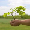 Oak Tree, Live Oak Tree Plant, Oak Tree Sapling, Hardy Oak for Landscaping, 1 Year Old Shade Tree, Well Rooted, 5 to 15 Inc Tall
