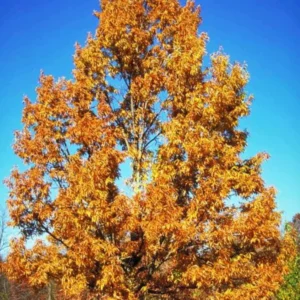 Oak Tree, Live Oak Tree Plant, Oak Tree Sapling, Hardy Oak for Landscaping, 1 Year Old Shade Tree, Well Rooted, 5 to 15 Inc Tall