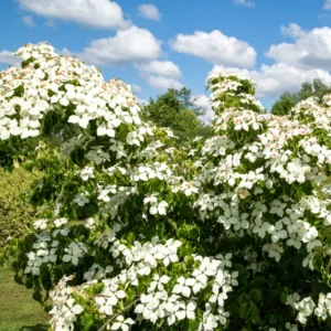 Dogwood Tree Potted, Flowering Dogwood Tree, Dogwood Tree Live Plant, 8 Inc to 1 Feet Tall in Pot