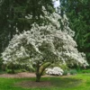 Dogwood Tree Potted, Flowering Dogwood Tree, Dogwood Tree Live Plant, 8 Inc to 1 Feet Tall in Pot