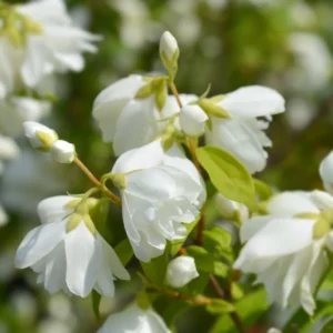 Fragrant Mock Orange Shrub, Mock Orange Live Plant, Hardy Mock Orange for Hedges in Quart Pot, 1 to 2 Feet Tall