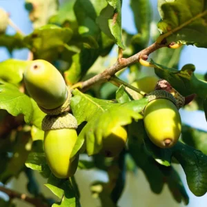 Set of 2 Oak Trees Live Plants, Oak Tree Sapling, Shade and Hardy Oak for Landscaping, Well Rooted, 4 to 16 Inc Tall