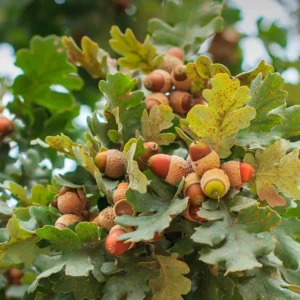 Set of 2 Oak Trees Live Plants, Oak Tree Sapling, Shade and Hardy Oak for Landscaping, Well Rooted, 4 to 16 Inc Tall