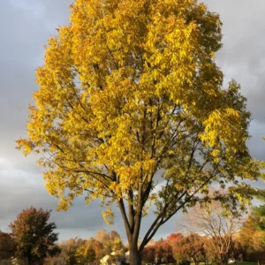 Set of 2 Oak Trees Live Plants, Oak Tree Sapling, Shade and Hardy Oak for Landscaping, Well Rooted, 4 to 16 Inc Tall