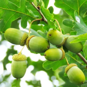 Set of 2 Oak Trees Live Plants, Oak Tree Sapling, Shade and Hardy Oak for Landscaping, Well Rooted, 4 to 16 Inc Tall