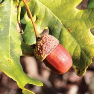 Set of 2 Oak Trees Live Plants, Oak Tree Sapling, Shade and Hardy Oak for Landscaping, Well Rooted, 4 to 16 Inc Tall