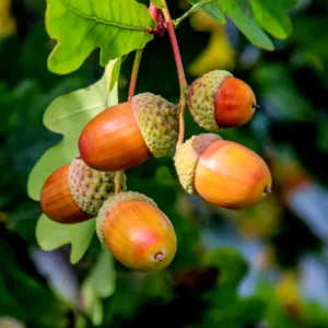 Set of 2 Oak Trees Live Plants, Oak Tree Sapling, Shade and Hardy Oak for Landscaping, Well Rooted, 4 to 16 Inc Tall