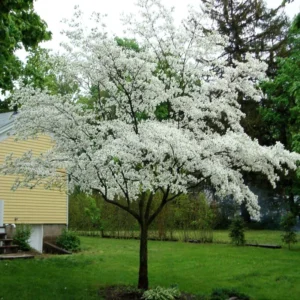 Set 2 Flowering Dogwood Trees Plants Live, 1 Year Old Tree Well Rooted in Pot, 8 to 14 Inc Tall