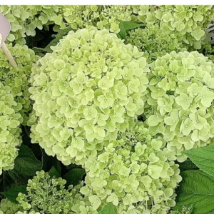 Hydrangea Tree Shrub, Hydrangea Bush, Change Color Hydrangea Live Plant in Pot, 1 Year Old Tree for Outdoor Planting