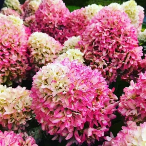 Hydrangea Tree Shrub, Hydrangea Bush, Change Color Hydrangea Live Plant in Pot, 1 Year Old Tree for Outdoor Planting