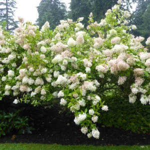Hydrangea Tree Shrub, Hydrangea Bush, Change Color Hydrangea Live Plant in Pot, 1 Year Old Tree for Outdoor Planting