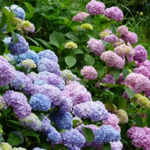 Hydrangea Tree Shrub, Hydrangea Bush, Change Color Hydrangea Live Plant in Pot, 1 Year Old Tree for Outdoor Planting