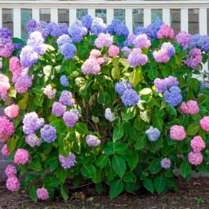 Pack 2 Hydrangea Bushes Plants Live, Hydrangea Trees Shrubs, Hydrangea Flower, Change Color Hydrangea in Quart Pot, 1 Year Old Tree for Outdoor Planting