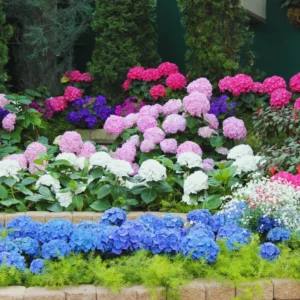 Pack 2 Hydrangea Bushes Plants Live, Hydrangea Trees Shrubs, Hydrangea Flower, Change Color Hydrangea in Quart Pot, 1 Year Old Tree for Outdoor Planting